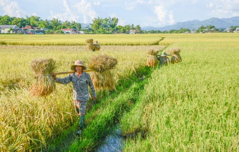 ຊົມ “ລະດູສຸກເຫຼືອງ” ຢູ່ທົ່ງນາໃຫຍ່ທີ່ສຸດ ເຂດຕາເວັນຕົກສ່ຽງເໜືອ ຊົມ “ລະດູສຸກເຫຼືອງ” ຢູ່ທົ່ງນາໃຫຍ່ທີ່ສຸດ ເຂດຕາເວັນຕົກສ່ຽງເໜືອ