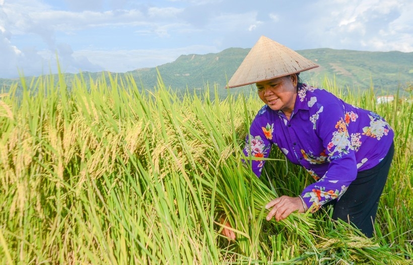 ຊົມ “ລະດູສຸກເຫຼືອງ” ຢູ່ທົ່ງນາໃຫຍ່ທີ່ສຸດ ເຂດຕາເວັນຕົກສ່ຽງເໜືອ ຊົມ “ລະດູສຸກເຫຼືອງ” ຢູ່ທົ່ງນາໃຫຍ່ທີ່ສຸດ ເຂດຕາເວັນຕົກສ່ຽງເໜືອ