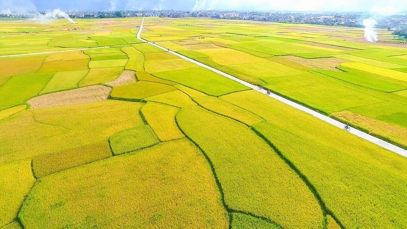 ຊົມ “ລະດູສຸກເຫຼືອງ” ຢູ່ທົ່ງນາໃຫຍ່ທີ່ສຸດ ເຂດຕາເວັນຕົກສ່ຽງເໜືອ ຊົມ “ລະດູສຸກເຫຼືອງ” ຢູ່ທົ່ງນາໃຫຍ່ທີ່ສຸດ ເຂດຕາເວັນຕົກສ່ຽງເໜືອ