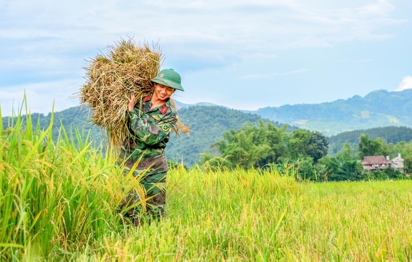 ຊົມ “ລະດູສຸກເຫຼືອງ” ຢູ່ທົ່ງນາໃຫຍ່ທີ່ສຸດ ເຂດຕາເວັນຕົກສ່ຽງເໜືອ ຊົມ “ລະດູສຸກເຫຼືອງ” ຢູ່ທົ່ງນາໃຫຍ່ທີ່ສຸດ ເຂດຕາເວັນຕົກສ່ຽງເໜືອ