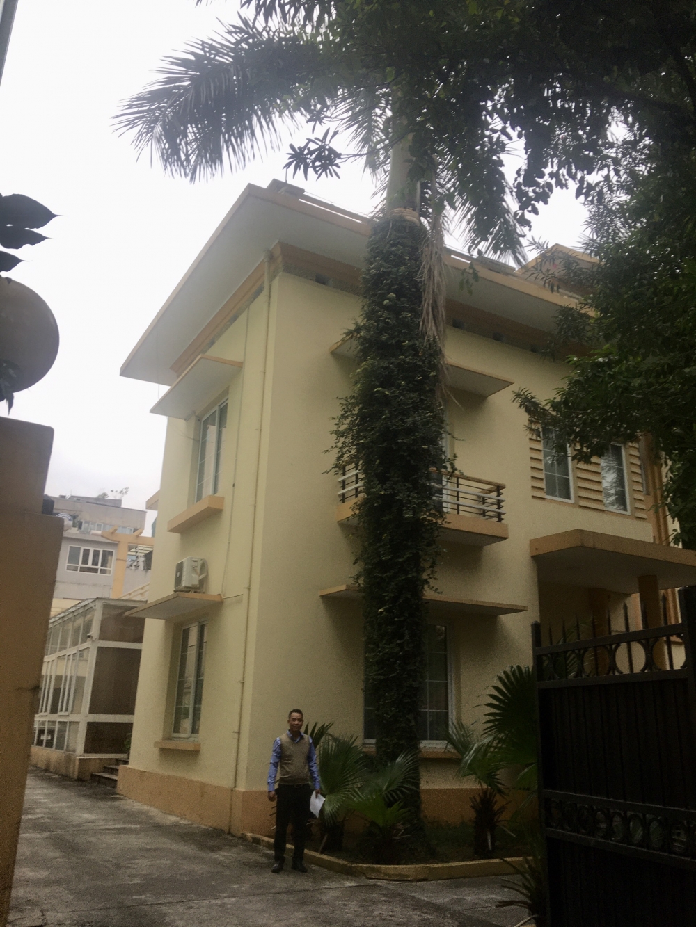 Cọ Hoàng gia - biểu tượng của đất nước Cuba vươn xanh trên đất Việt Cọ Hoàng gia - biểu tượng của đất nước Cuba vươn xanh trên đất Việt