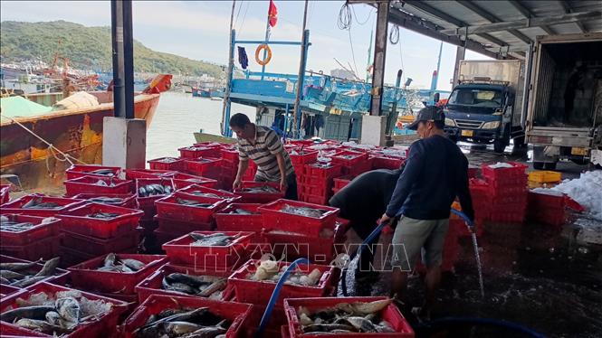 Ngư dân phấn khởi vì thắng lợi chuyến đi biển Chú thích ảnh