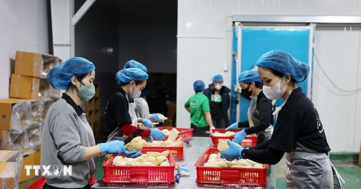 CNBC: Việt Nam chính thức trở thành “vua sầu riêng” thế giới CNBC: Việt Nam chính thức trở thành “vua sầu riêng” thế giới