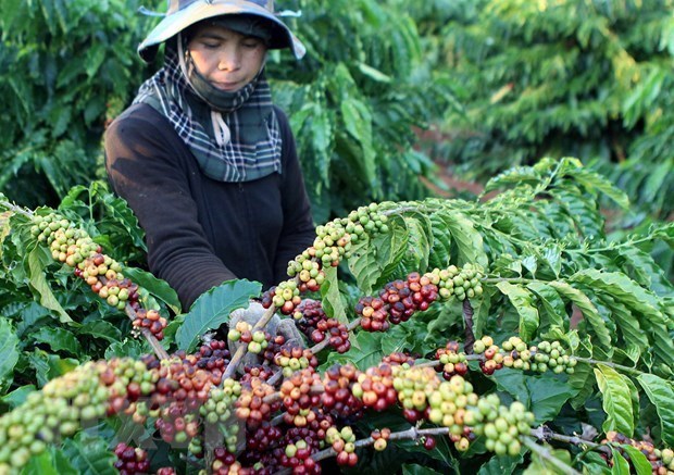 Algeria la thi truong tiem nang cho hang nong san, thuc pham Viet hinh anh 1