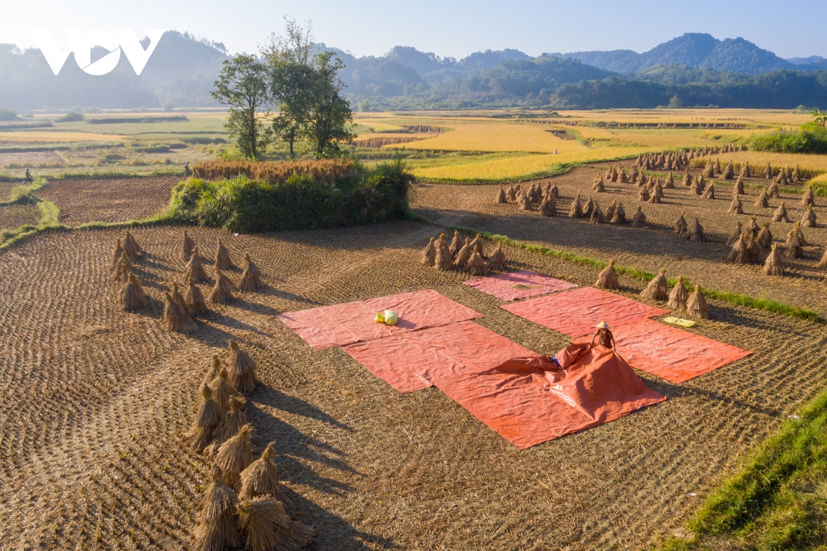 mua vang dep nao long noi bien cuong cao bang hinh anh 13