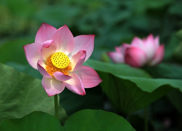莲花——越南的国花之美