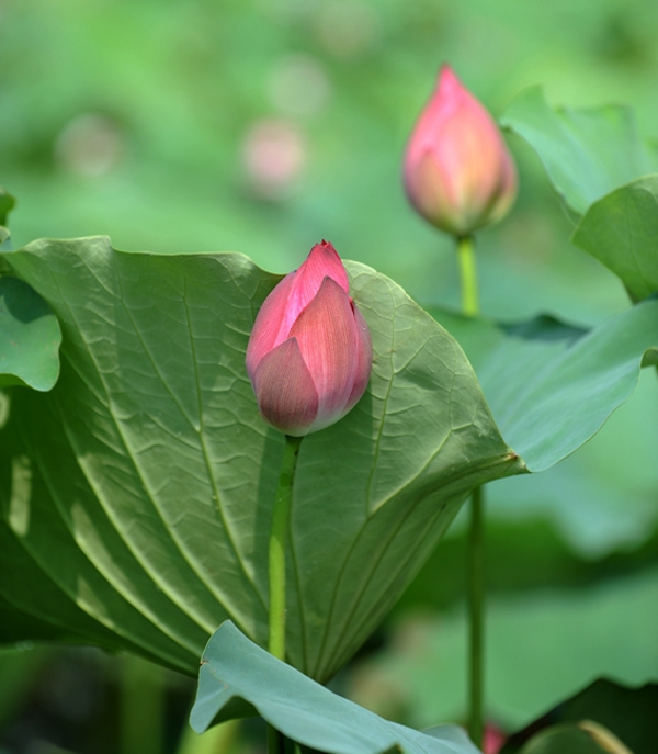 莲花——越南的国花之美