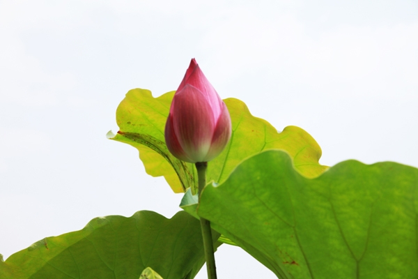 莲花——越南的国花之美