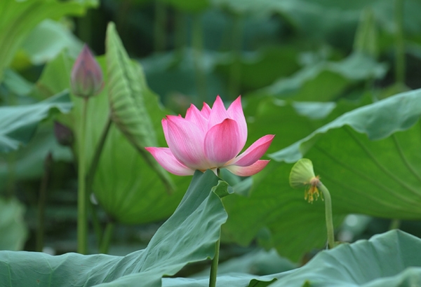 莲花——越南的国花之美