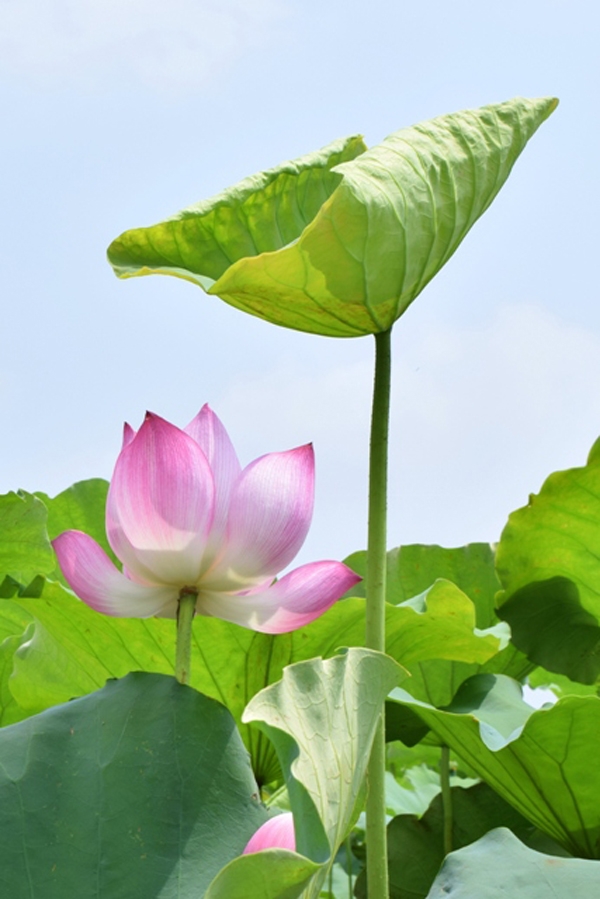 莲花——越南的国花之美