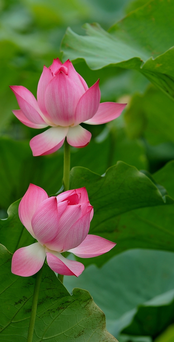 莲花——越南的国花之美