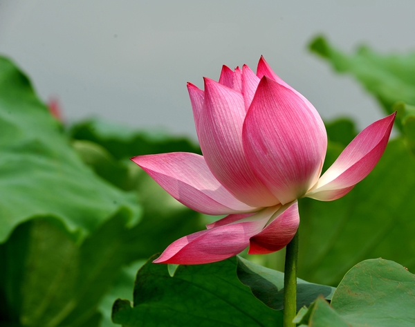莲花——越南的国花之美