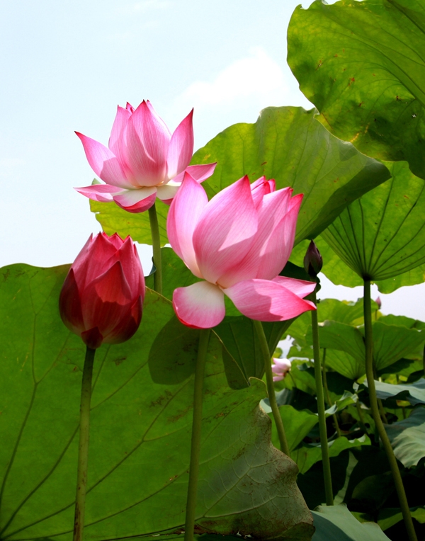 莲花——越南的国花之美