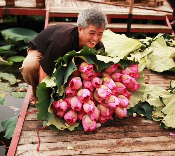莲花——越南的国花之美