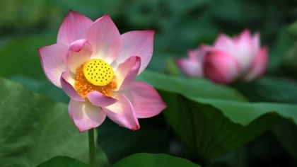 莲花——越南的国花之美