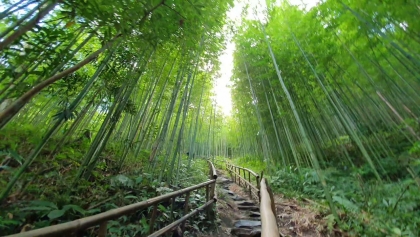木江界县的竹林