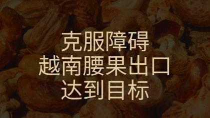 克服障碍 越南腰果出口达到目标