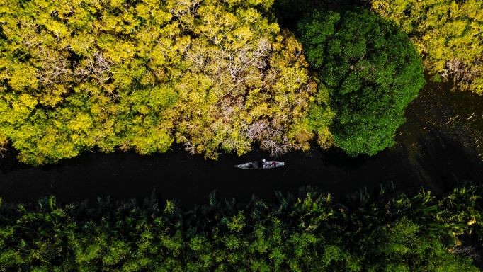 Beautiful Seasonal Changes in Hue's Mangrove Forest Beautiful Seasonal Changes in Hue's Mangrove Forest