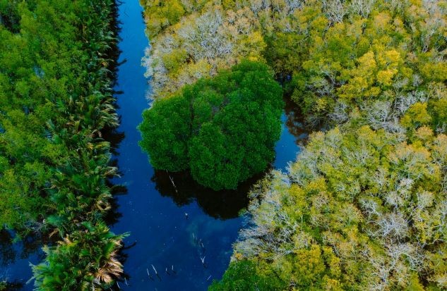 Beautiful Seasonal Changes in Hue's Mangrove Forest Beautiful Seasonal Changes in Hue's Mangrove Forest