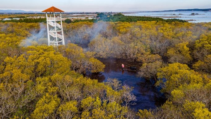 Beautiful Seasonal Changes in Hue's Mangrove Forest Beautiful Seasonal Changes in Hue's Mangrove Forest