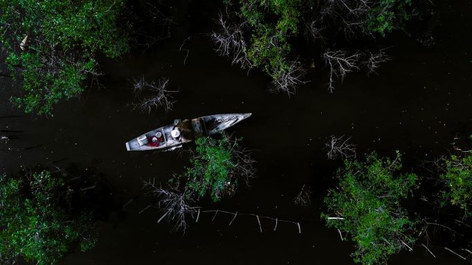 Beautiful Seasonal Changes in Hue's Mangrove Forest Beautiful Seasonal Changes in Hue's Mangrove Forest