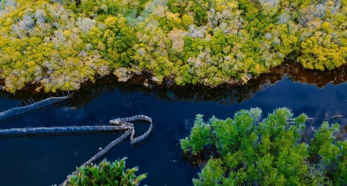 Beautiful Seasonal Changes in Hue's Mangrove Forest Beautiful Seasonal Changes in Hue's Mangrove Forest