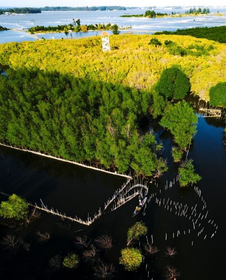 Beautiful Seasonal Changes in Hue's Mangrove Forest Beautiful Seasonal Changes in Hue's Mangrove Forest