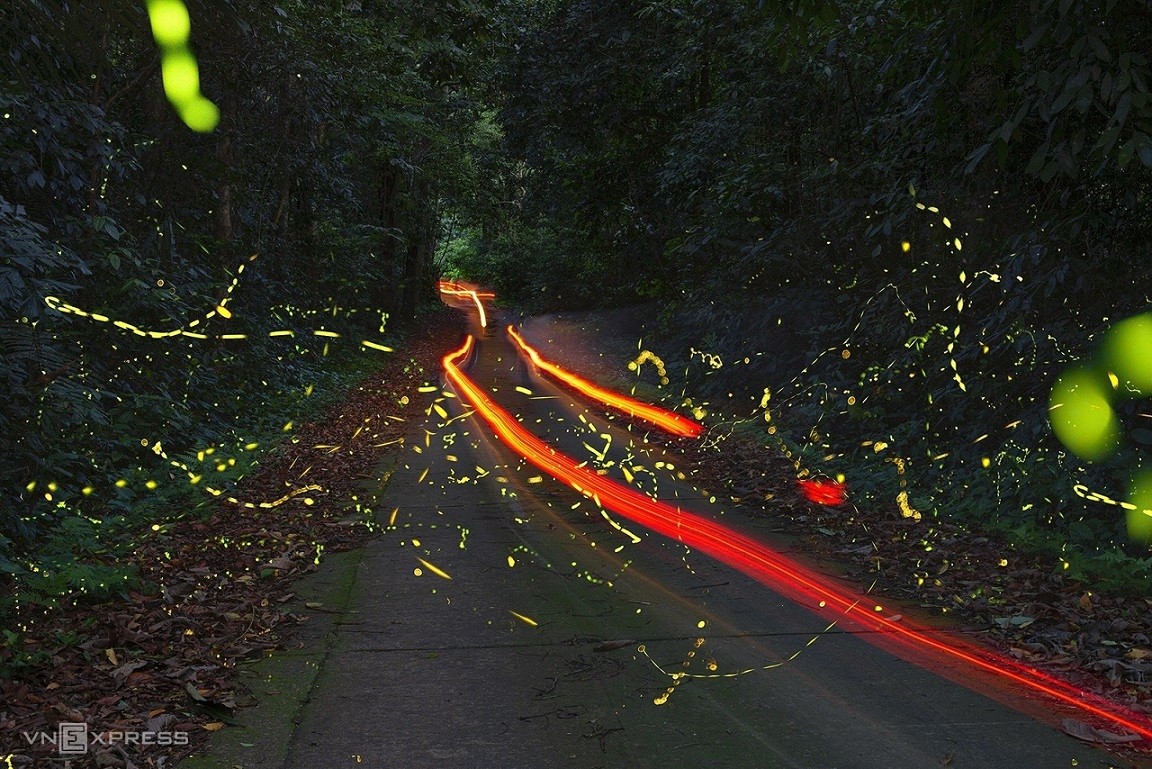 Fireflies Abound in Cuc Phuong National Park Fireflies Abound in Cuc Phuong National Park
