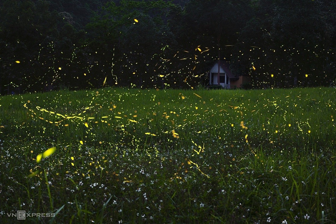 Fireflies Abound in Cuc Phuong National Park Fireflies Abound in Cuc Phuong National Park