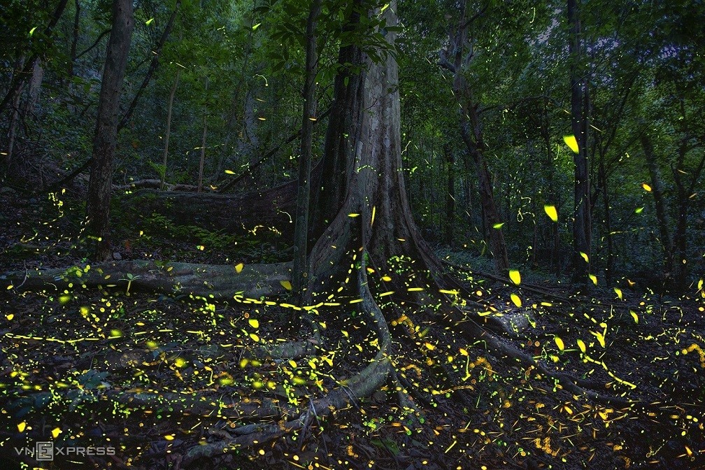 Fireflies Abound in Cuc Phuong National Park Fireflies Abound in Cuc Phuong National Park