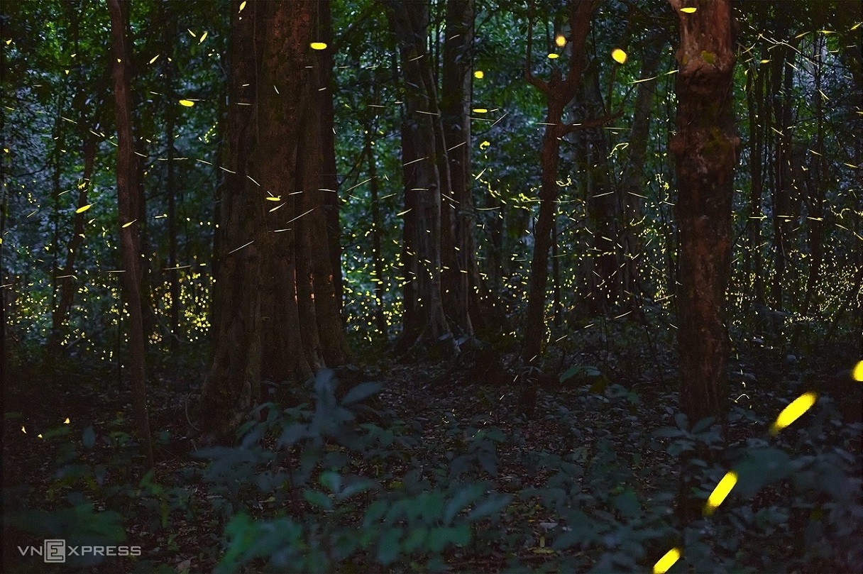Fireflies Abound in Cuc Phuong National Park Fireflies Abound in Cuc Phuong National Park