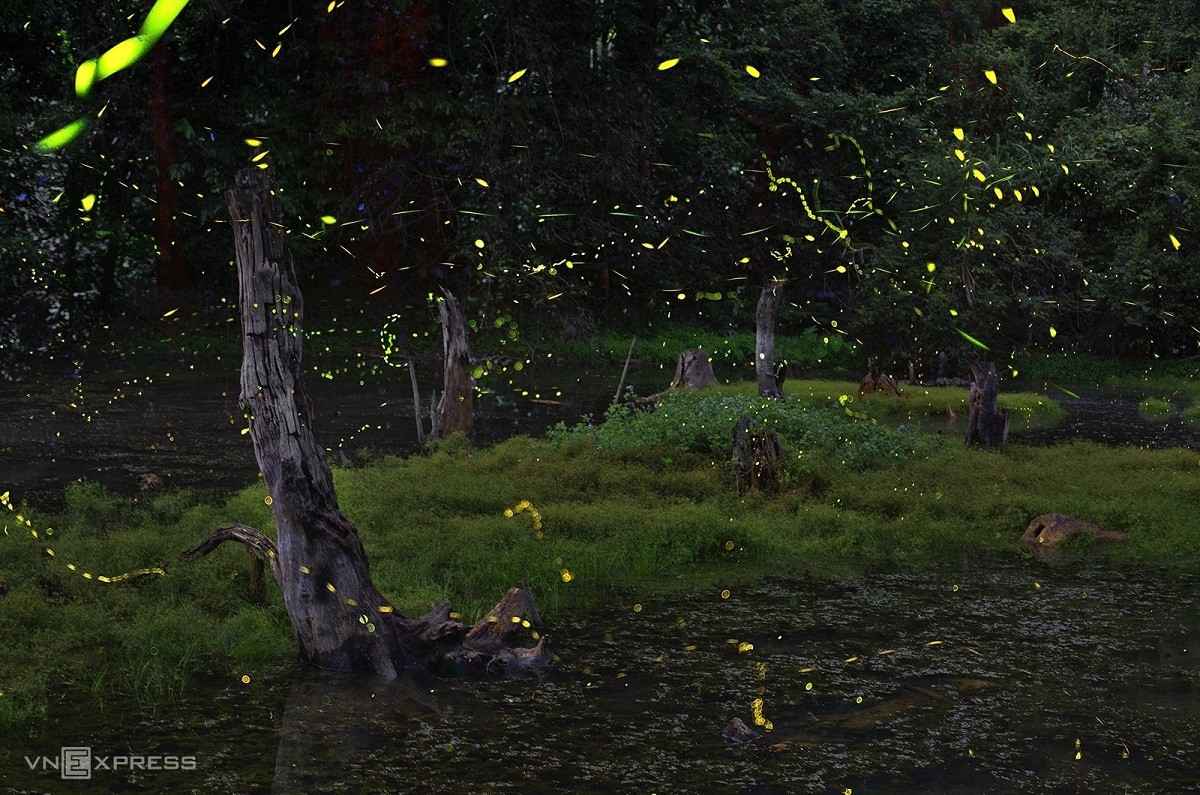 Fireflies Abound in Cuc Phuong National Park Fireflies Abound in Cuc Phuong National Park