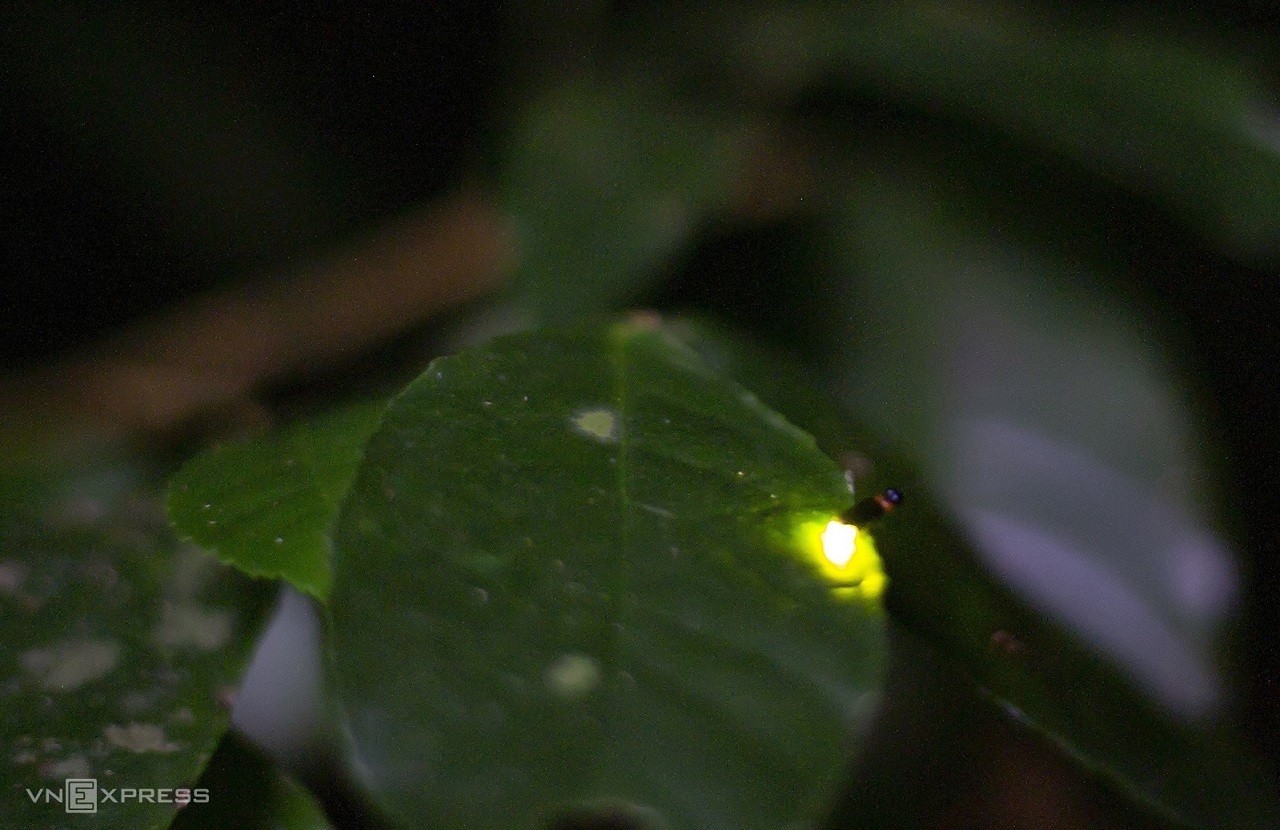 Fireflies Abound in Cuc Phuong National Park Fireflies Abound in Cuc Phuong National Park