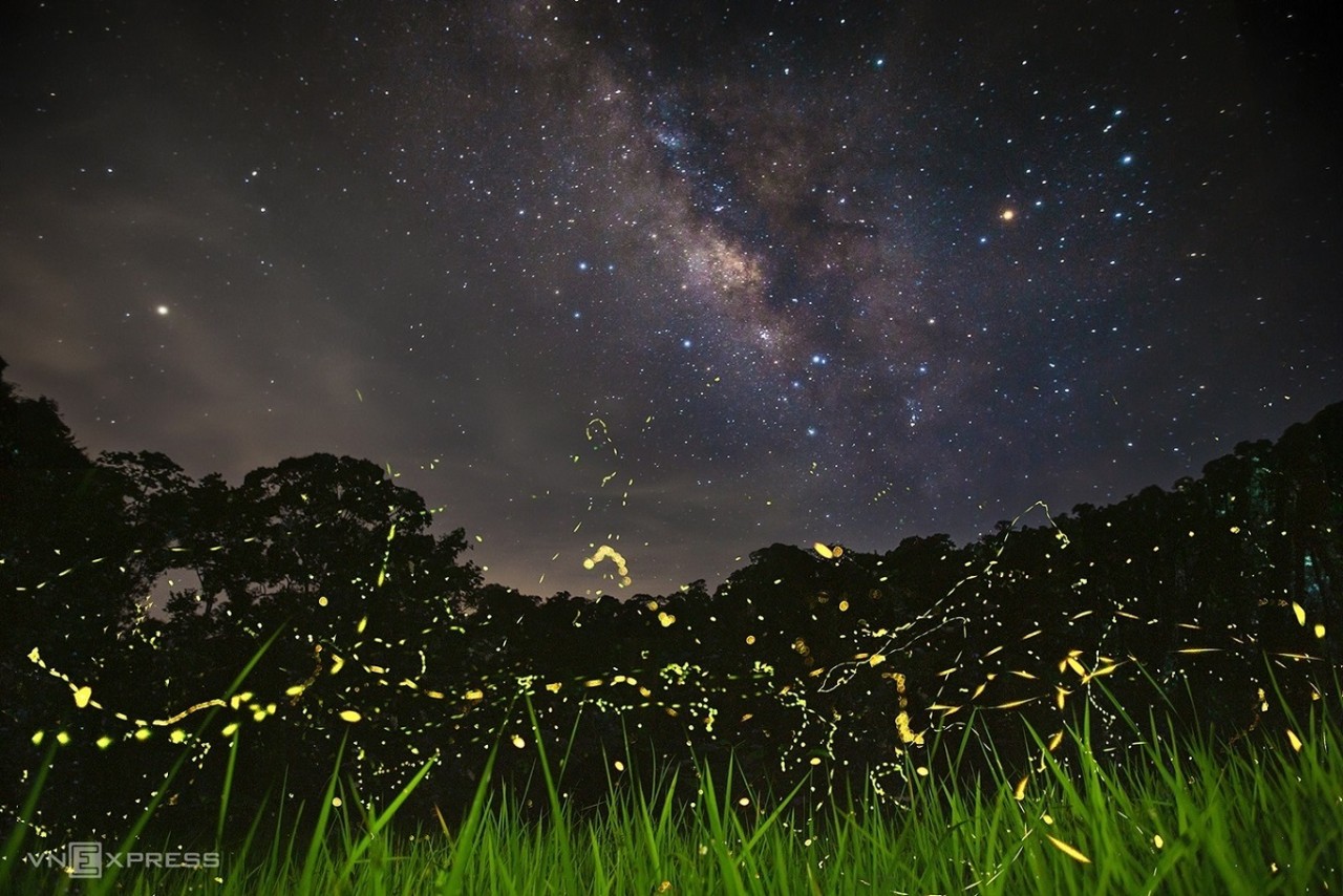 Fireflies Abound in Cuc Phuong National Park Fireflies Abound in Cuc Phuong National Park