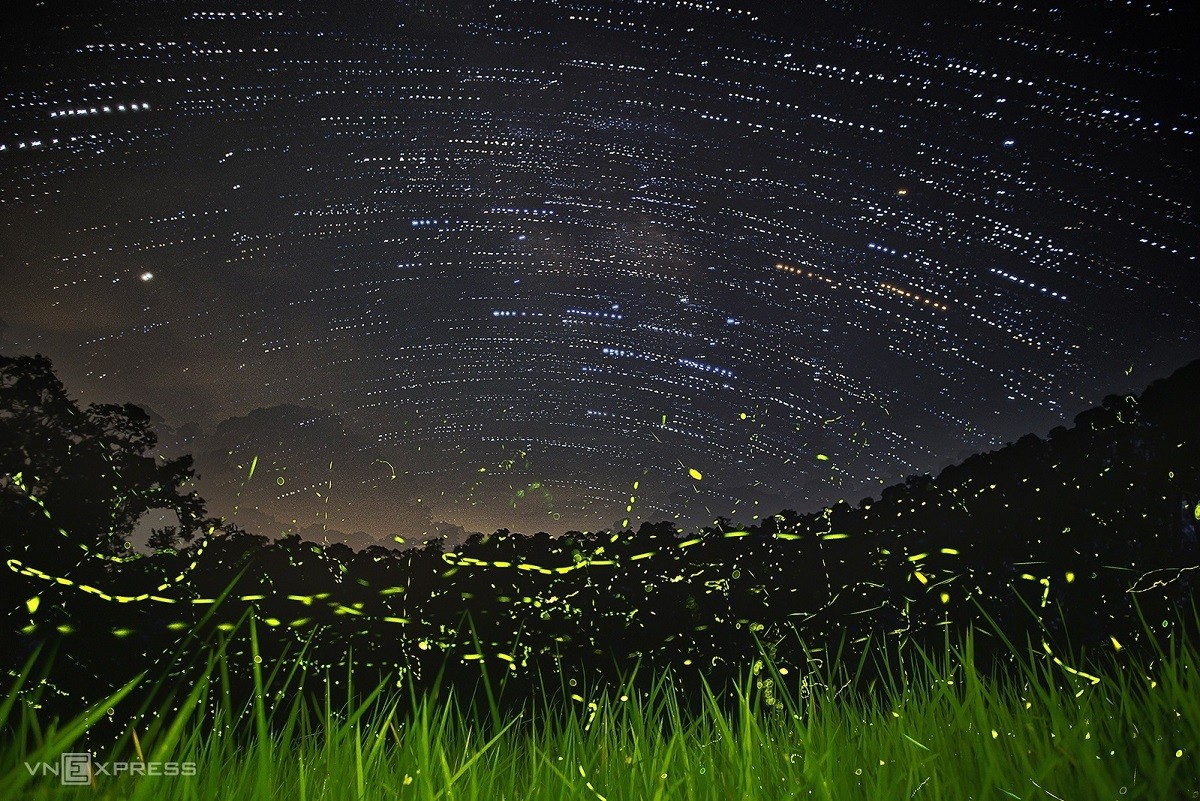 Fireflies Abound in Cuc Phuong National Park Fireflies Abound in Cuc Phuong National Park