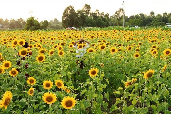 Cánh đồng hoa Hướng Dương ở Quảng Bình hút du khách trong dịp nghỉ lễ 30/4 canh dong hoa huong duong o quang binh hut du khach trong dip nghi le 304