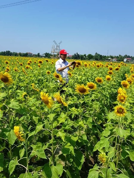 Cánh đồng hoa Hướng Dương ở Quảng Bình hút du khách trong dịp nghỉ lễ 30/4 canh dong hoa huong duong o quang binh hut du khach trong dip nghi le 304