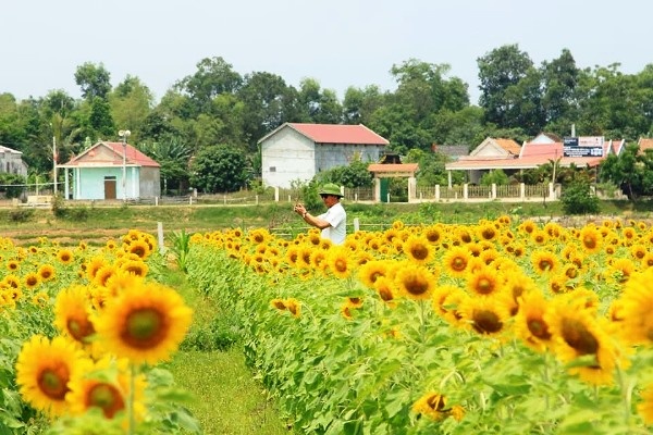 Cánh đồng hoa Hướng Dương ở Quảng Bình hút du khách trong dịp nghỉ lễ 30/4 canh dong hoa huong duong o quang binh hut du khach trong dip nghi le 304