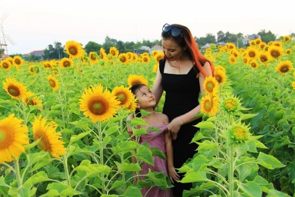 Cánh đồng hoa Hướng Dương ở Quảng Bình hút du khách trong dịp nghỉ lễ 30/4 canh dong hoa huong duong o quang binh hut du khach trong dip nghi le 304