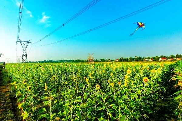 Cánh đồng hoa Hướng Dương ở Quảng Bình hút du khách trong dịp nghỉ lễ 30/4 canh dong hoa huong duong o quang binh hut du khach trong dip nghi le 304