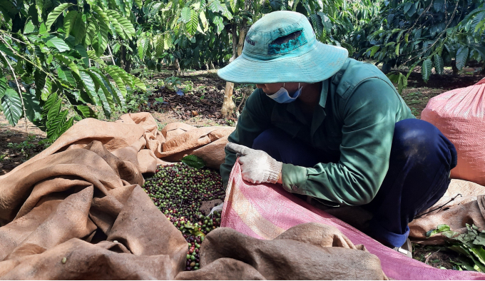 Dự án VnSAT (WB) triển khai tại Gia Lai hình thành chuỗi liên kết sản xuất theo hướng bền vững Dự án VnSAT (WB) triển khai tại Gia Lai hình thành chuỗi liên kết sản xuất theo hướng bền vững