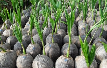 Bình Định hỗ trợ 30.000 cây giống dừa ta cho huyện đảo Trường Sa