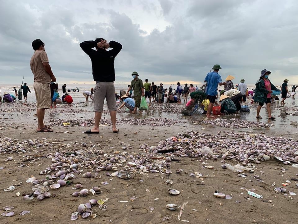 Hàng trăm tấn ngao trôi dạt vào biển Quỳnh Phương sau mưa bão