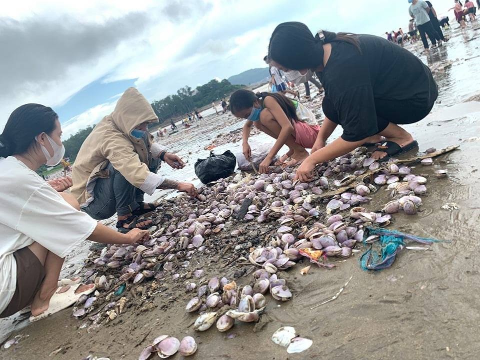 Hàng trăm tấn ngao trôi dạt vào biển Quỳnh Phương sau mưa bão
