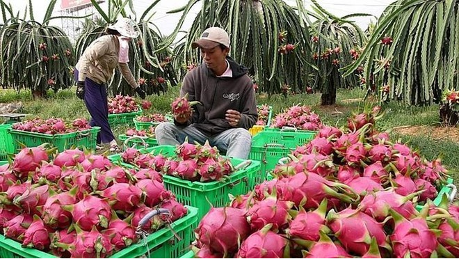 ບິ່ງທ້ວນ ນຳເອົາໝາກມັງກອນ, ຜະລິດຕະພັນກະເສດ OCOP ເຂົ້າໄປລາວ ເພື່ອໂຄສະນາ, ແນະນຳໃຫ້ນັກທ່ອງທ່ຽວສາກົນ ບິ່ງທ້ວນ ນຳເອົາໝາກມັງກອນ, ຜະລິດຕະພັນກະເສດ OCOP ເຂົ້າໄປລາວ ເພື່ອໂຄສະນາ, ແນະນຳໃຫ້ນັກທ່ອງທ່ຽວສາກົນ