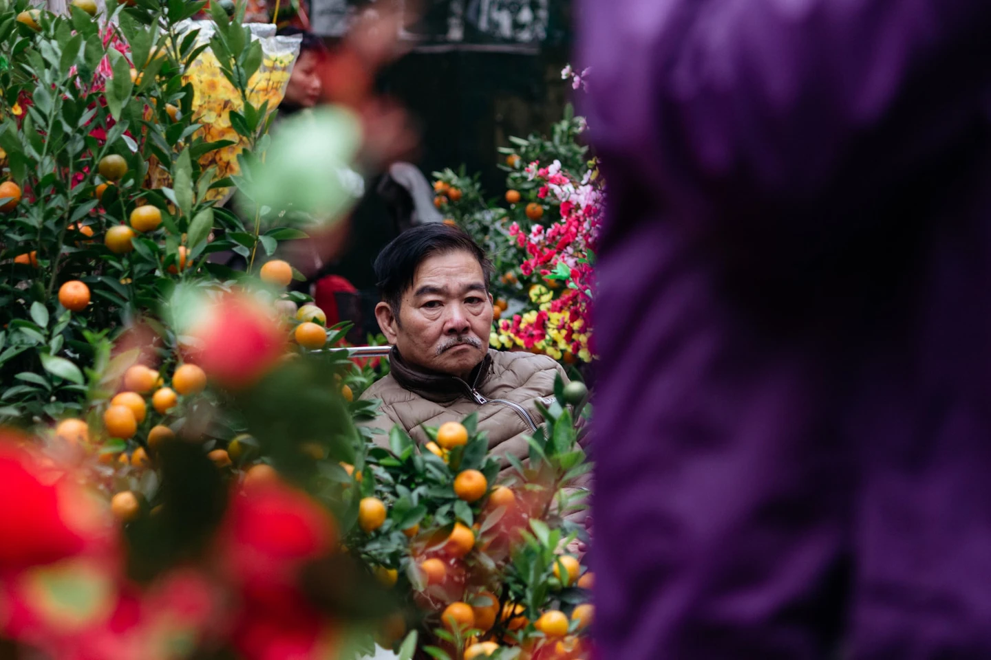 Kumquat trees suddenly pop up everywhere in Vietnam over Tet. These coveted gifts symbolise fruitfulness and fertility in Vietnamese culture. (Photo: Culture Trip) 3835 sctp0126 abasnejad old quarter tet market 00043