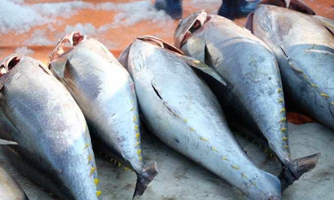 Tuna exports face difficulty in recovering after Covid pandemic 3220 tuna
