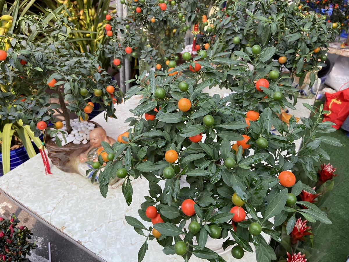 This year, some stores also sell Japanese kumquat trees. These trees are easy to grow and take care of, with fruit ranging in color. A tree sells for VND200,000 to VND350,000 depending on the size of the pot. The Old Quarter’s Tet market, also known as Hang Luoc Market, is a traditional feature of Hanoi. The market is held once a year and lasts for about two weeks before Tet. (Photo: VnExpress) 4401 ct10 1612157694