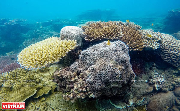 Con Dao is famous for its coral reefs and the most beautiful marine ecosystems in Vietnam. (Photo: VNA) 1250 con dao most mysterious island on planet 3