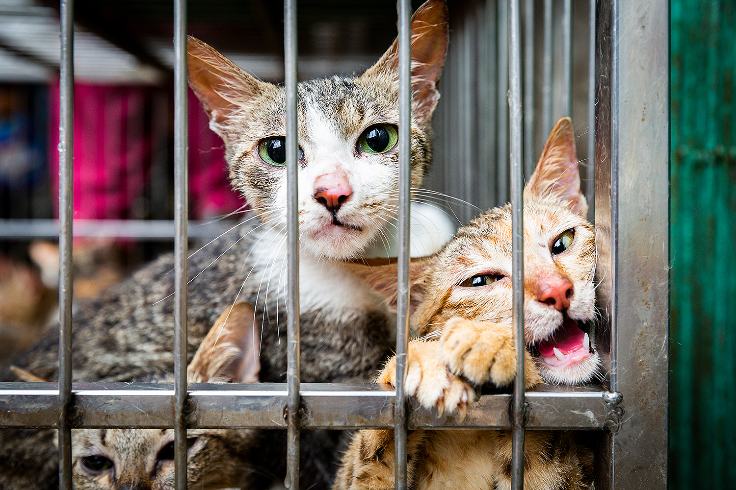 Photo: FOUR PAWS 5039-cat-meat-trade-2